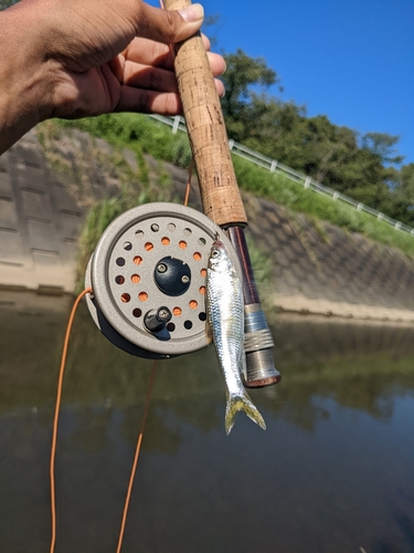 オイカワの釣果