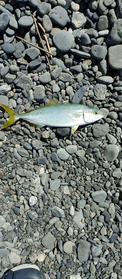 ワカシの釣果