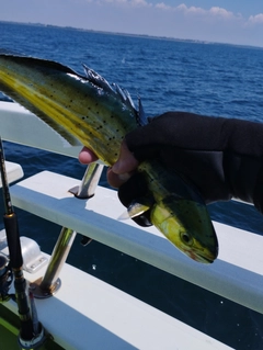 シイラの釣果