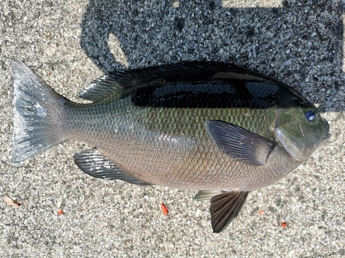 グレの釣果