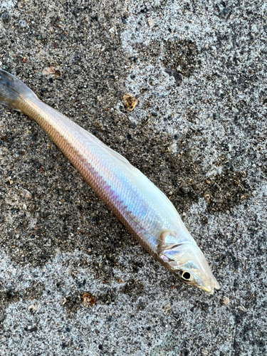 キスの釣果