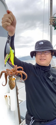 マダコの釣果