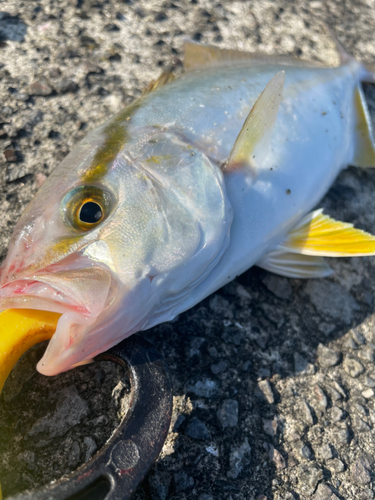 ネリゴの釣果