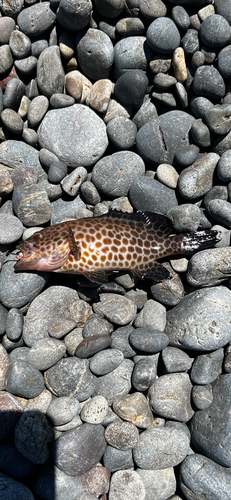 オオモンハタの釣果