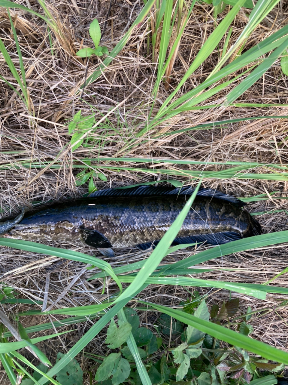 カムルチー