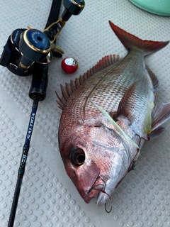 タイの釣果