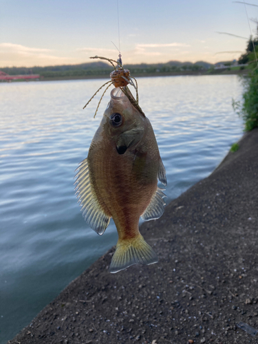 ブルーギルの釣果