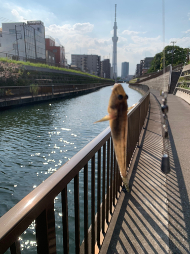 ハゼの釣果