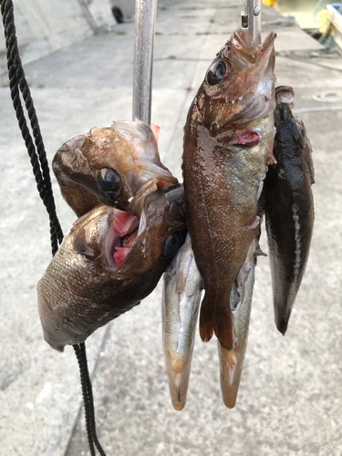 ガヤの釣果