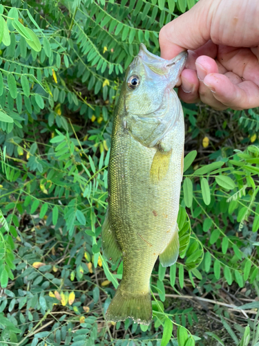 ラージマウスバスの釣果