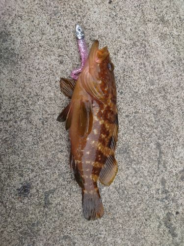 キジハタの釣果