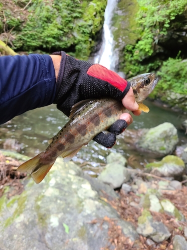 アマゴの釣果