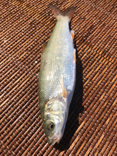 ウグイの釣果