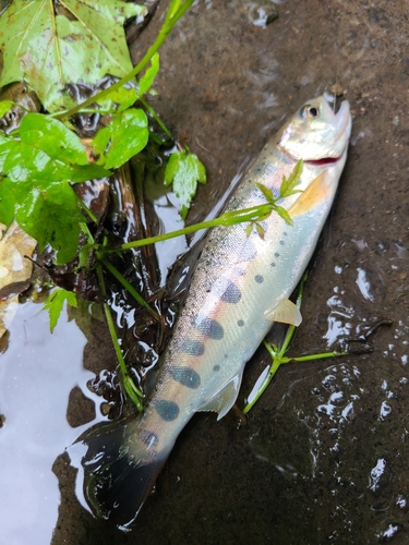 ヤマメの釣果