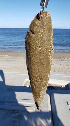 シタビラメの釣果