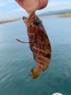 アオアジの釣果