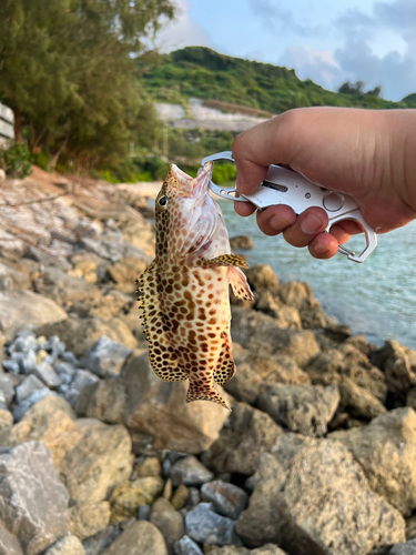 イシミーバイの釣果