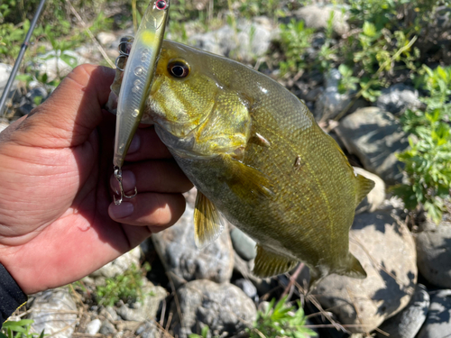 スモールマウスバスの釣果