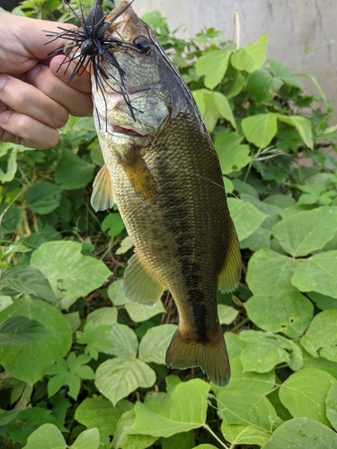 ラージマウスバスの釣果