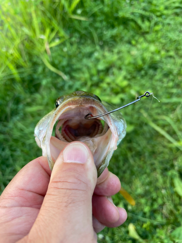 ラージマウスバスの釣果