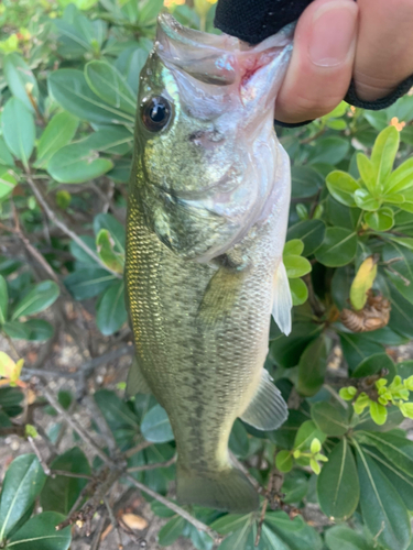 ラージマウスバスの釣果