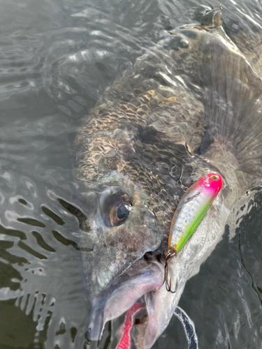 チヌの釣果