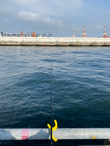 カタクチイワシの釣果