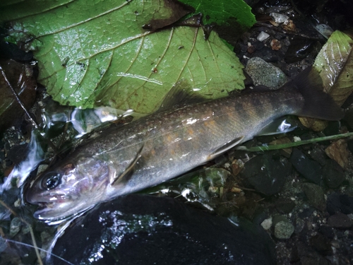 イワナの釣果