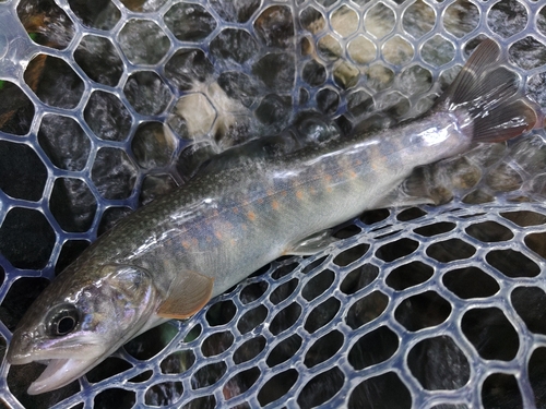 イワナの釣果