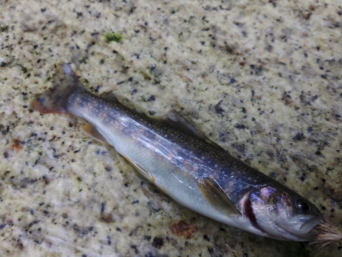 イワナの釣果