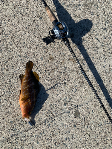 アコウの釣果