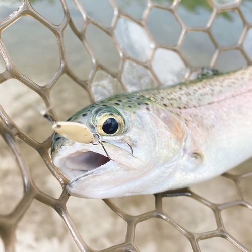 ニジマスの釣果