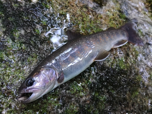 イワナの釣果