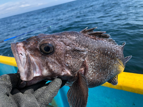 マゾイの釣果