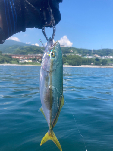 ワカシの釣果