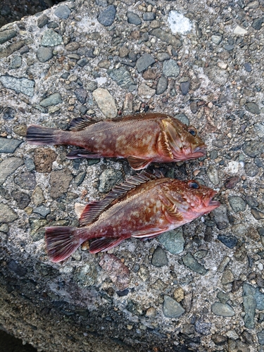 カサゴの釣果