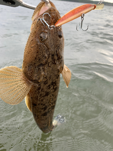 マゴチの釣果