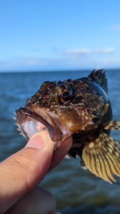 釣果