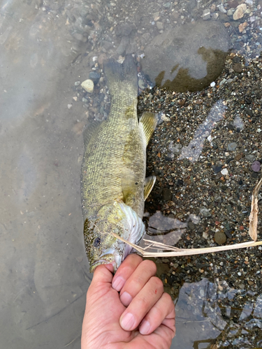 スモールマウスバスの釣果