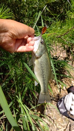 ブラックバスの釣果