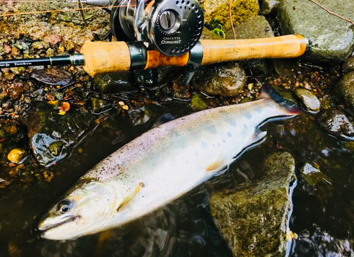 ヤマメの釣果