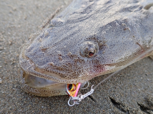 マゴチの釣果