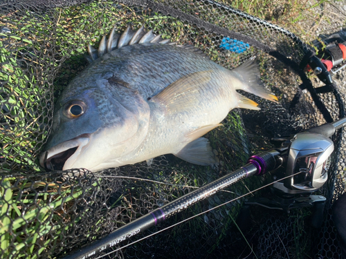 キビレの釣果