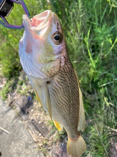 ニベの釣果