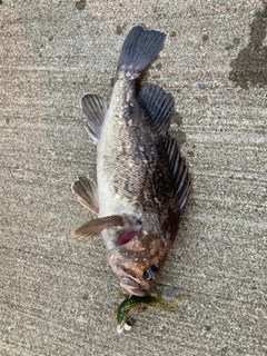 クロソイの釣果