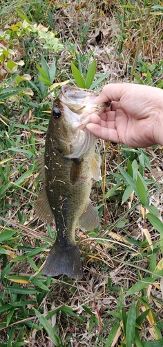 ブラックバスの釣果