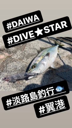 ヤズの釣果