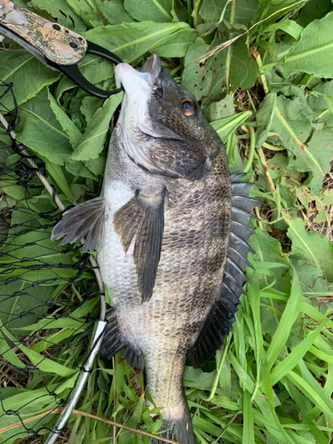 チヌの釣果