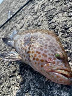 オオモンハタの釣果