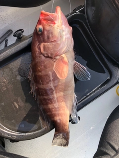 マハタの釣果